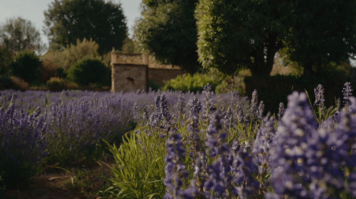 Lavender grow